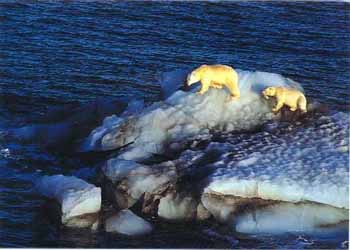 92 Polarbears